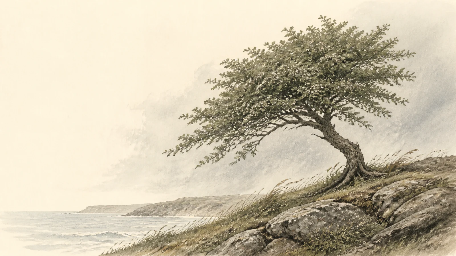 A wind-shaped hawthorn rooted firmly in coastal granite.